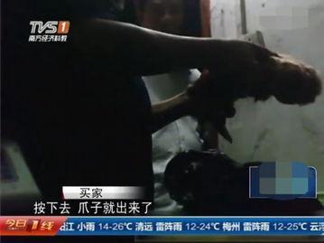 屠宰最新爆料视频大全,屠宰行业内幕大揭秘！